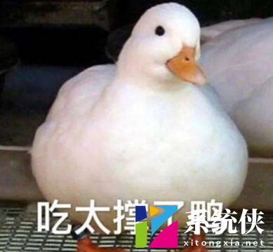 小天鹅今晚有空吗癞蛤蟆表情包
