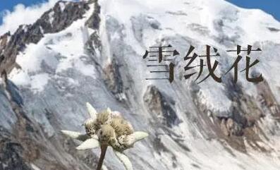 光遇雪绒花乐谱分享