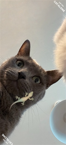capgame猫咪触屏游戏下载-capgame猫咪完整版下载v2.9.1 安卓版 运行截图1