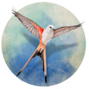 展翅翱翔 v1.1.101